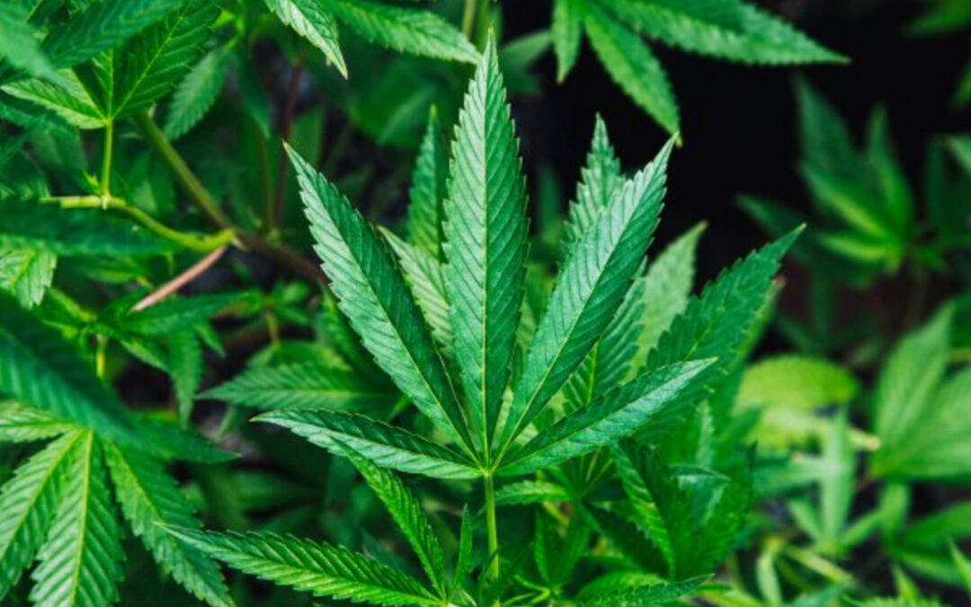 When Happens When a Stoned or High Driver Causes A Car Crash?